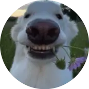 destroyerjayy