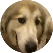 BigBoi