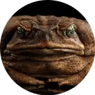 Benji-toad